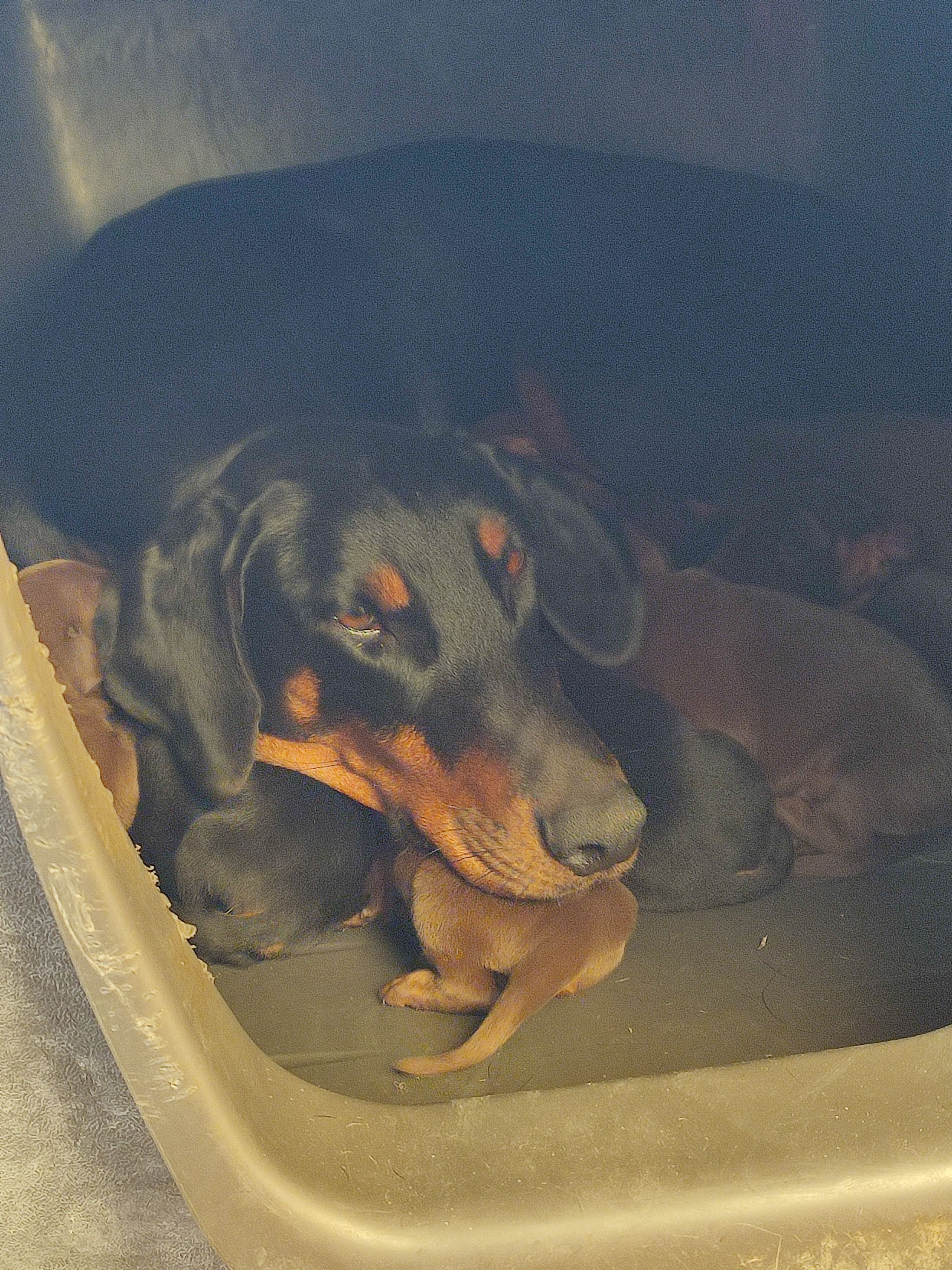 Vendita di cuccioli di dobermann